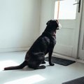 犬が玄関で飼い主を…
