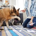 犬への叱り方、間違…