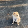 お散歩から帰りたく…