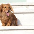 迷惑？犬の『絶対や…