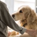 犬が傷つく「最低な…