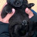 両手で包めるほど小…