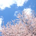 愛犬とお花見！ゆっ…