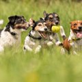 犬同士も助け合うこ…