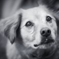 犬の『突然死』考え…