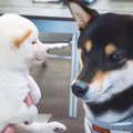 愛犬の前で『柴犬パ…