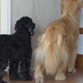 元気がない犬を心配…