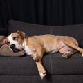 犬が夜になっても寝…