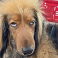 犬を『AIで擬人化し…