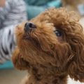 犬の『見ている場所…
