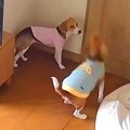 犬の兄妹のお留守番…