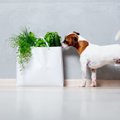 犬にパクチーを与え…