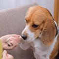 犬の性格を変えてし…