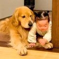 大型犬と赤ちゃんが…