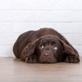 犬が『本気で嫌がっ…