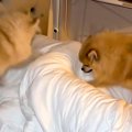 朝、ポメラニアンた…
