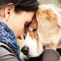 虹の橋を渡った愛犬…