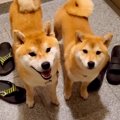 深夜2時、犬に叩き起…