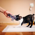 犬と引っ張り合い遊…