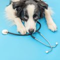 犬の1型糖尿病には寒…