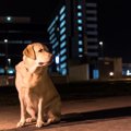 犬は暗い時どう見え…