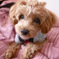 犬がじっと見つめて…