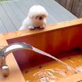 犬用の温泉水が『思…