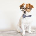 犬を『アクセサリー…