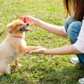 犬が『お手』をしてくれない時の心理２つ