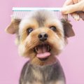 犬のブラッシングの…
