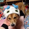 犬の服を買う時のポ…