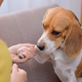 犬に「ダメ」と言う…