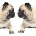 『犬が苦手な犬』も…