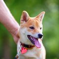 柴犬のバリカン方法…