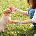 犬のしつけに不安を…