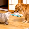小さな頃から『猫と…