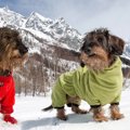 犬用靴┃犬の散歩に靴…