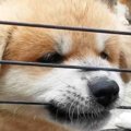 おはようございもふ♡…
