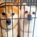 2匹の犬が『ケージか…