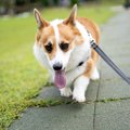 犬の散歩をしすぎて…