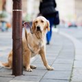 こんなに危険！犬を…