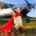 愛犬はどう？気が強…