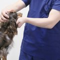 犬の膝蓋骨脱臼とは…