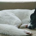 保護犬だったリキ。…