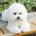 『モフモフでかわい…