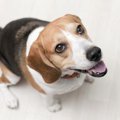 ぽっちゃり犬は要注…