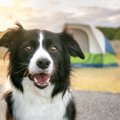 犬の飼い主がやりが…