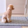 犬に『実家の母が来…