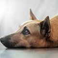 『寿命が短い犬』の…