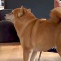 大嫌いなお風呂を頑…